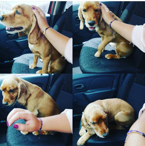 Toby