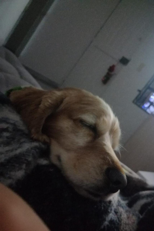 Toby