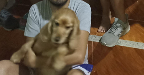 Toby