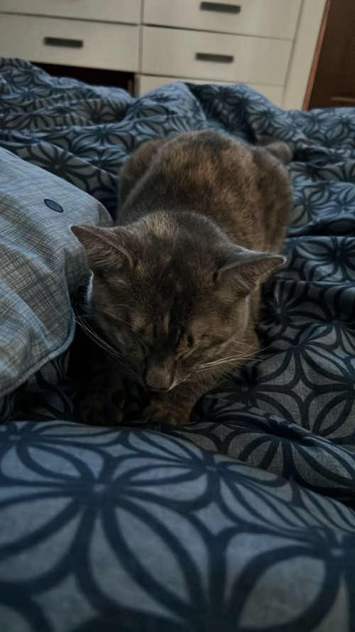 Titita