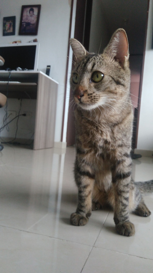 Mawi