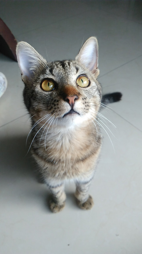Mawi
