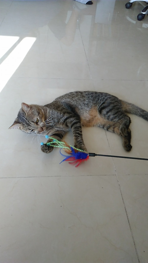 Mawi