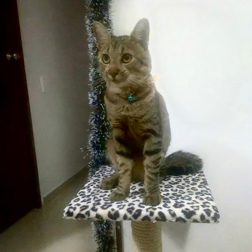 Mawi