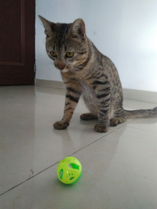 Mawi