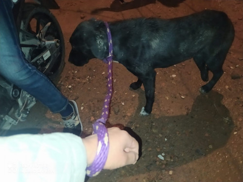 Negra