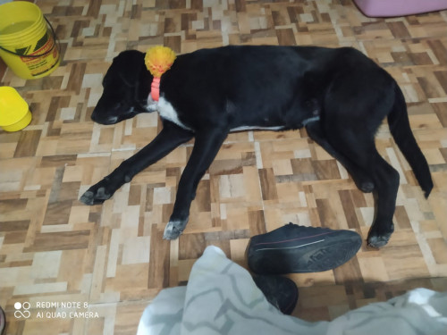 Negra