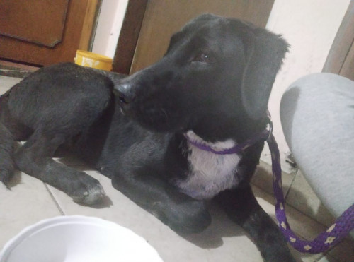 Negra