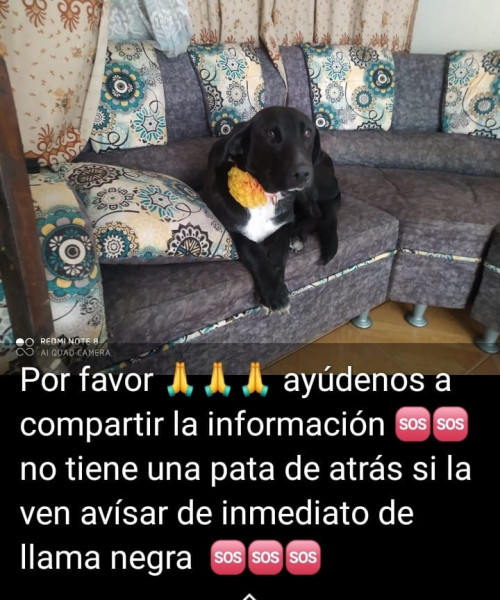 Negra