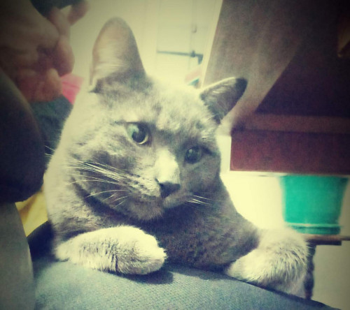 Shipo
