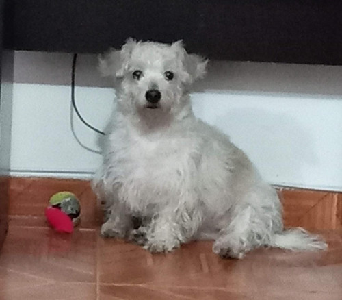 Estrella