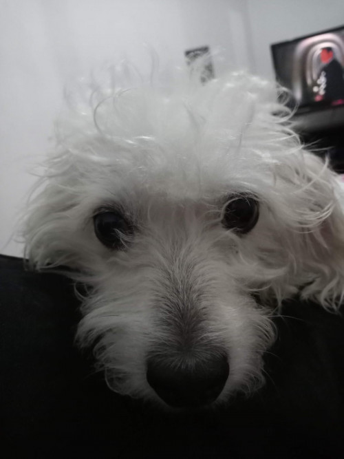Estrella