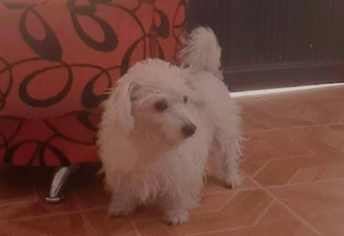 Estrella
