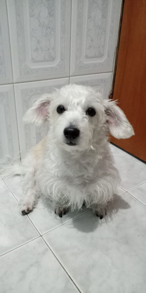Estrella