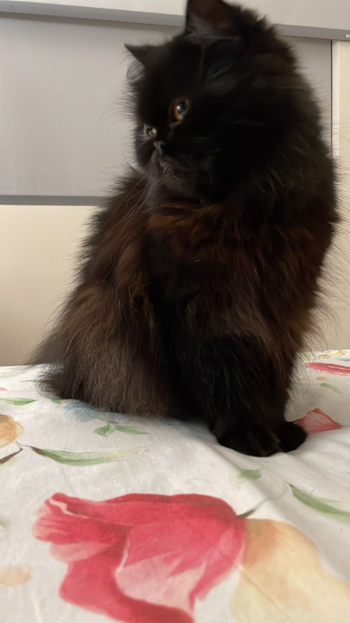 Titi
