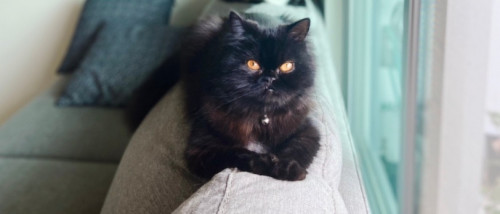 Titi