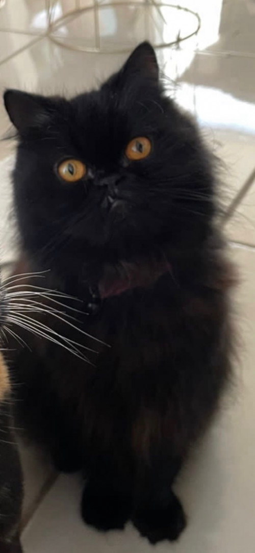 Titi