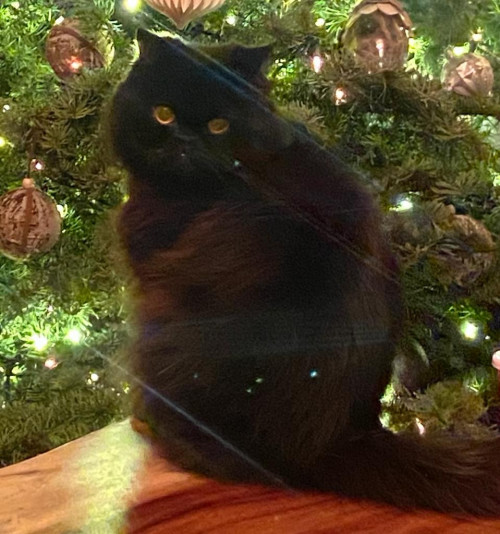 Titi