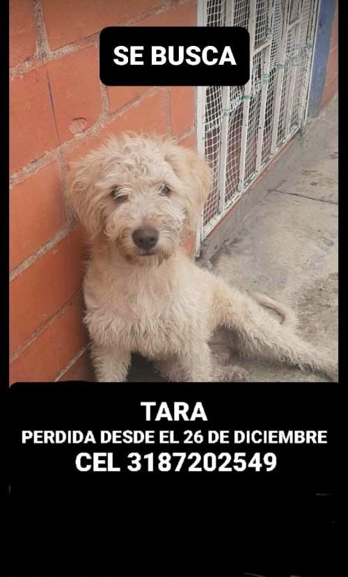 Tara