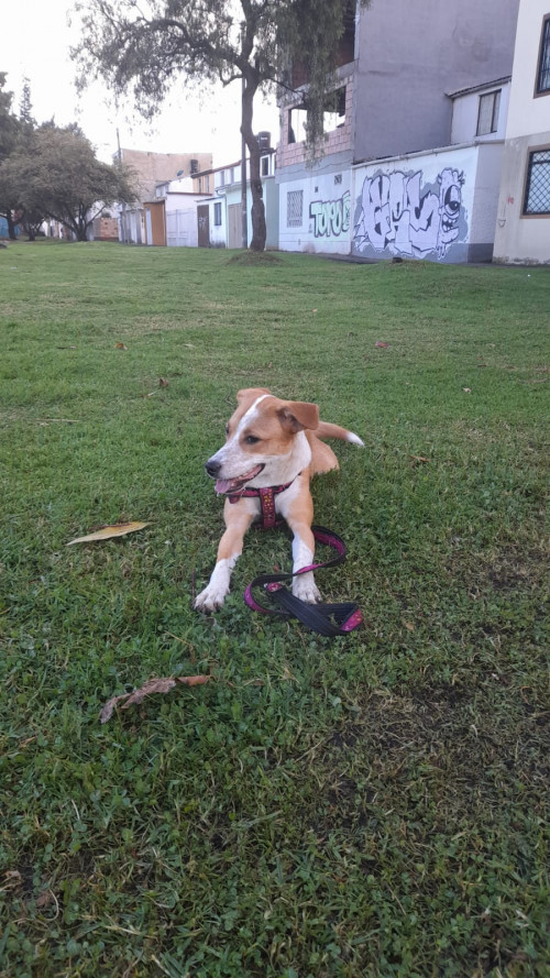 Suky