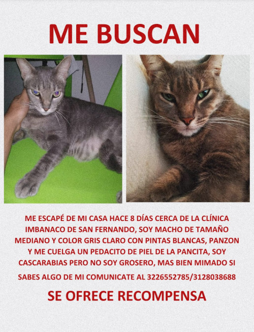 Pachá