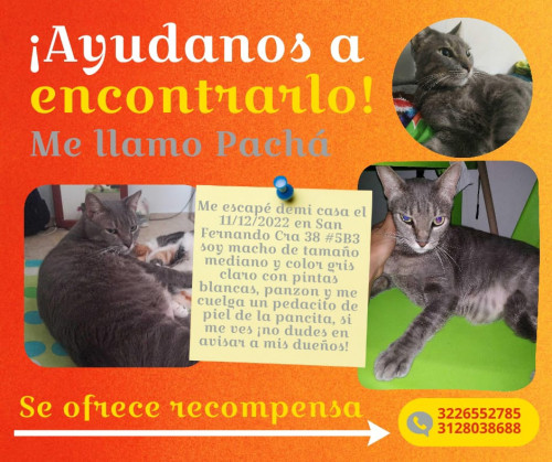 Pachá
