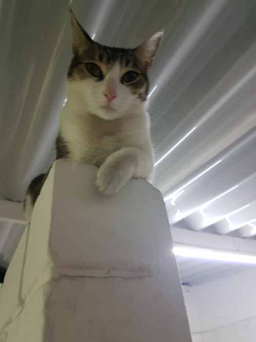 Bibiche
