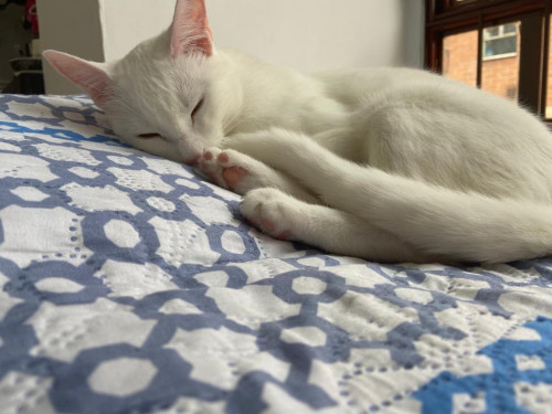 Dulce