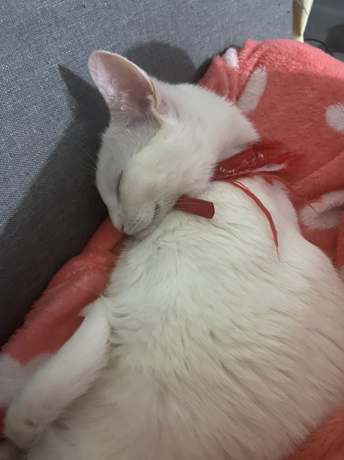 Dulce