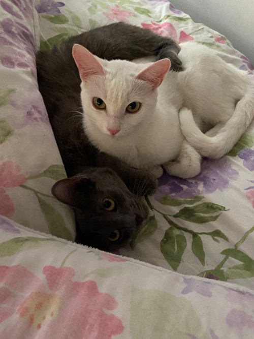 Dulce