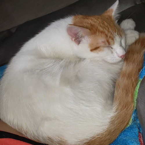Simba