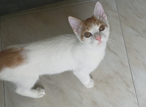 Simba