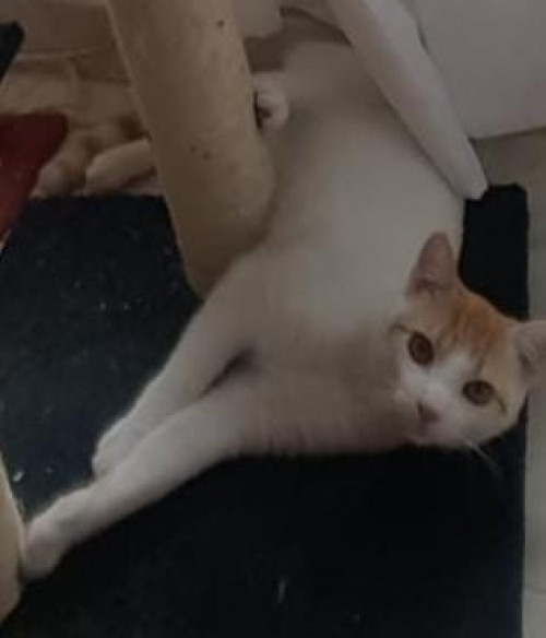 Simba