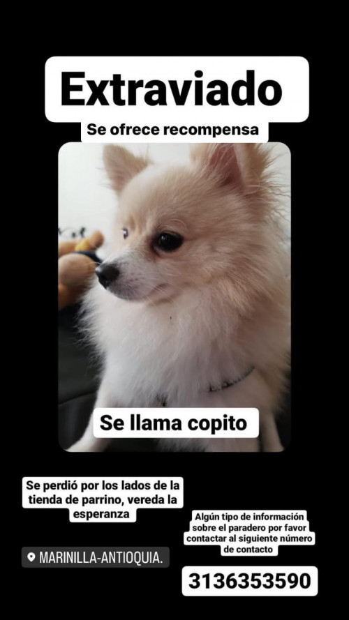Copito