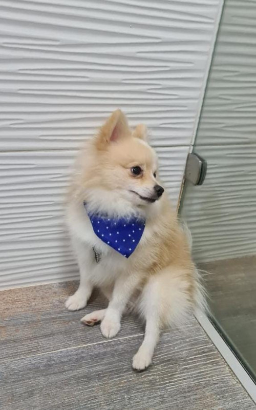 Copito