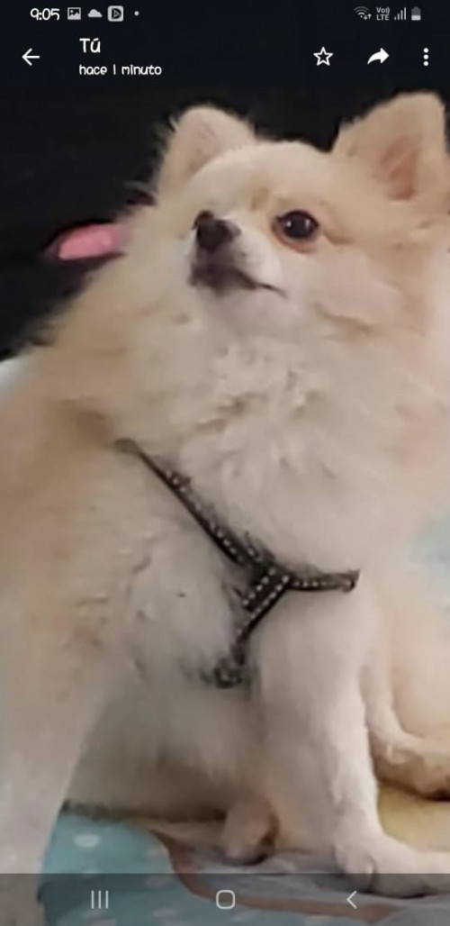 Copito