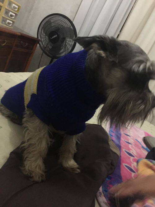 Hachi