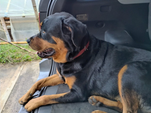 Kiara