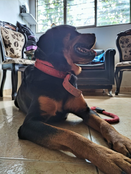 Kiara