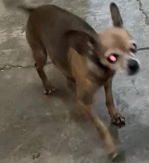 Bolillo