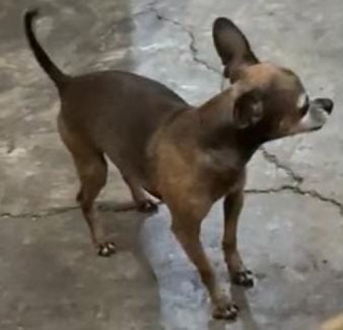 Bolillo