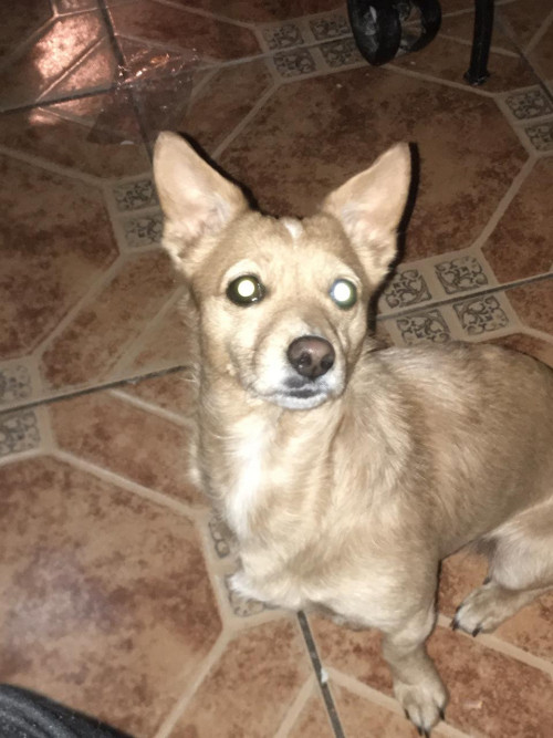 Nala