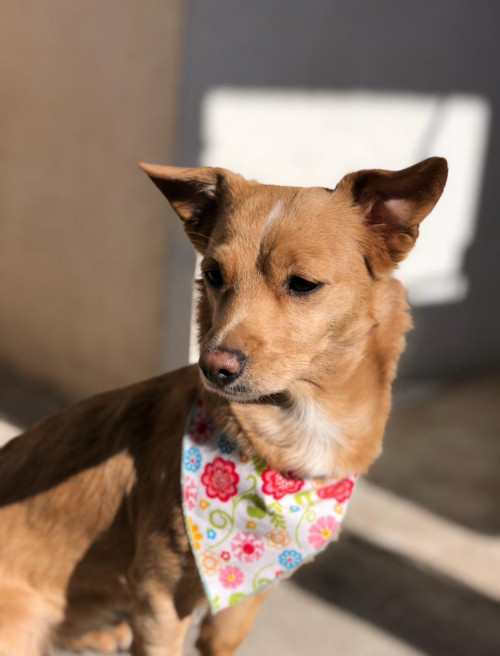 Nala