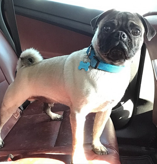 Rocco