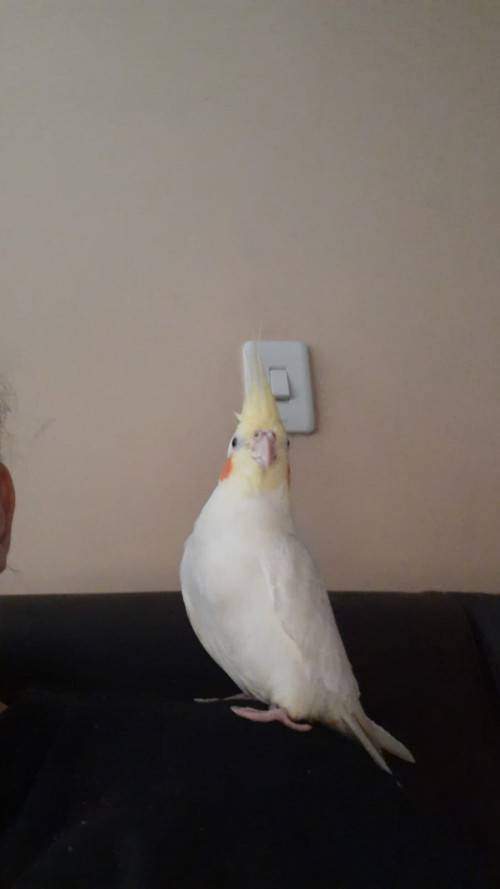 Chonga