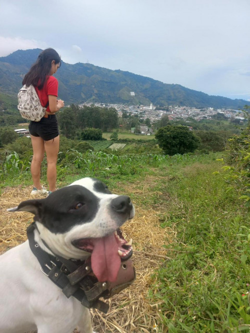 Goyo