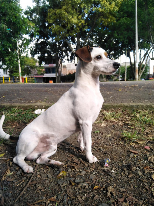 Bruno