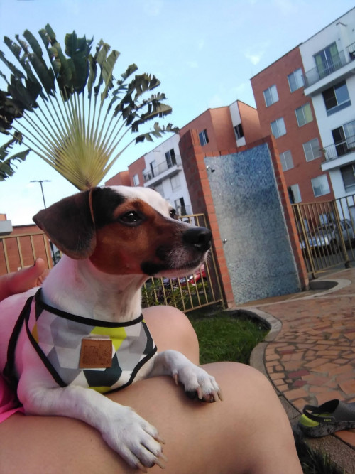 Bruno