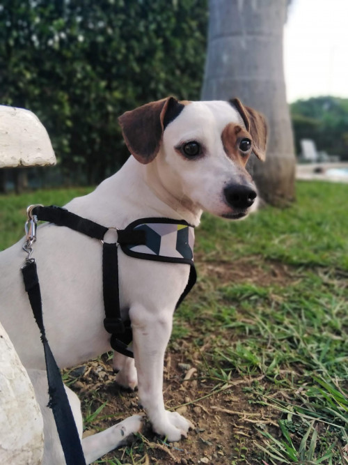 Bruno
