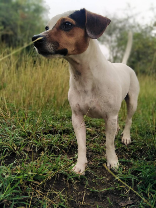 Bruno